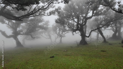 Scenic foggy view in Fanal forest in Madeira island, Portugal.