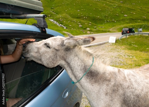 Young guy, sitting in a car, strokes and feeds donkey, which is standing near car. Donkeys graze and beg tourists for food near Transfagarasan highway. Romania photo