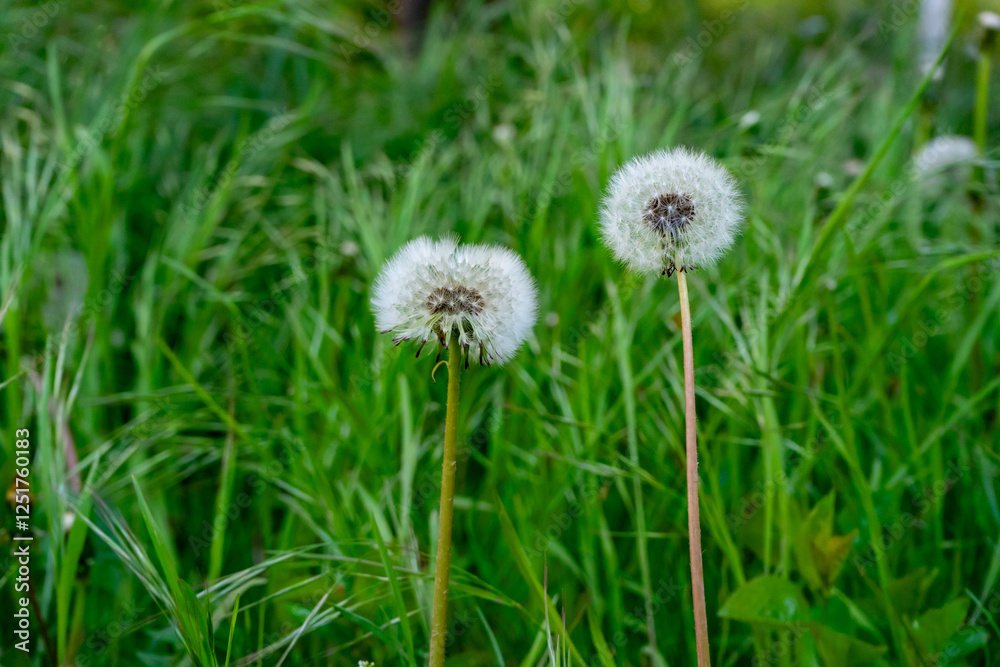 Dandelions blooming in a grassy field during a sunny afternoon Dandelions blooming in a grassy field during a sunny afternoon