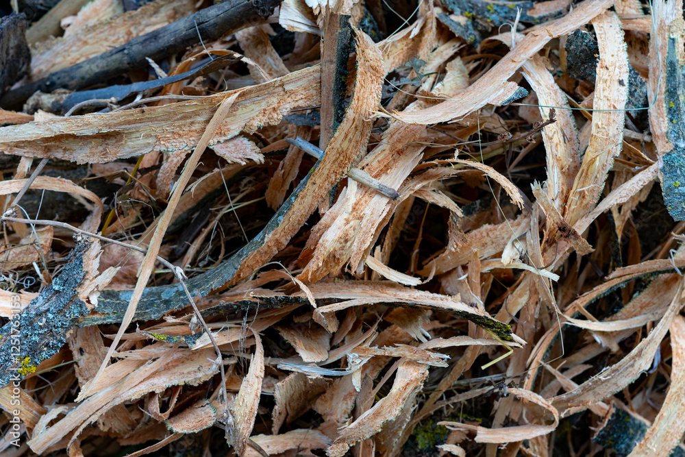 Close-up view of freshly peeled bark and wood shavings on the ground Close-up view of freshly peeled bark and wood shavings on the ground