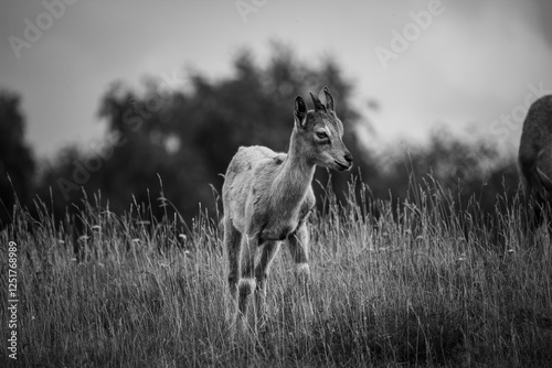 Carpa falconeri heptner. Young goat. photo