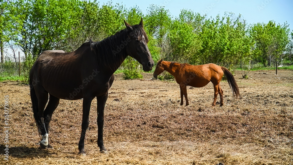 Horses graze in a field on a horse farm Horses graze in a field on a horse farm