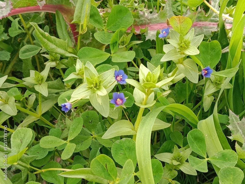 lysimachia foemina plant with flowers or pimpernel plant with flowers or poor man's weatherglass lysimachia foemina plant with flowers or pimpernel plant with flowers or poor man's weatherglass