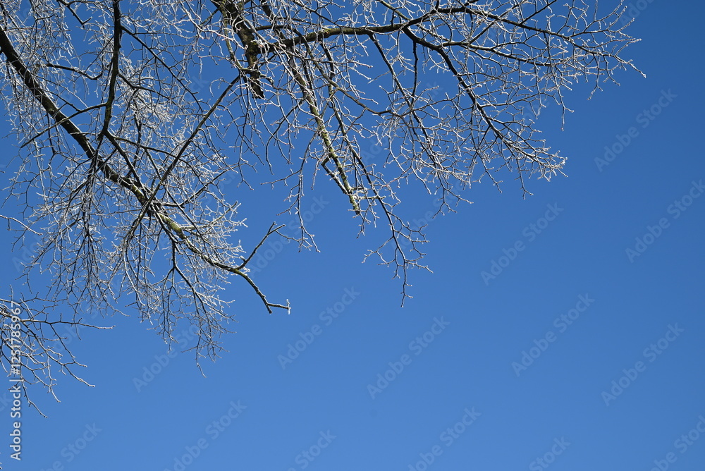 Obraz premium tree branches against blue sky