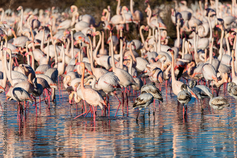 Naklejka premium Tranquil Serenity: Flamingo Gathering in Valencia's Albufera Waters