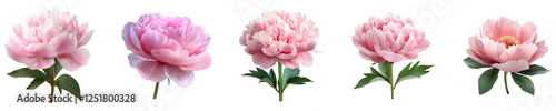 Set, Group of peony Flower Isolated on Transparent Background PNG Image.