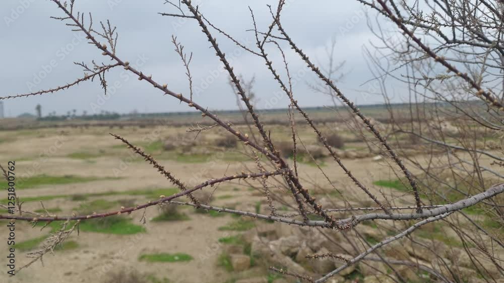 the trees sway in the strong wind during the day the trees sway in the strong wind during the day