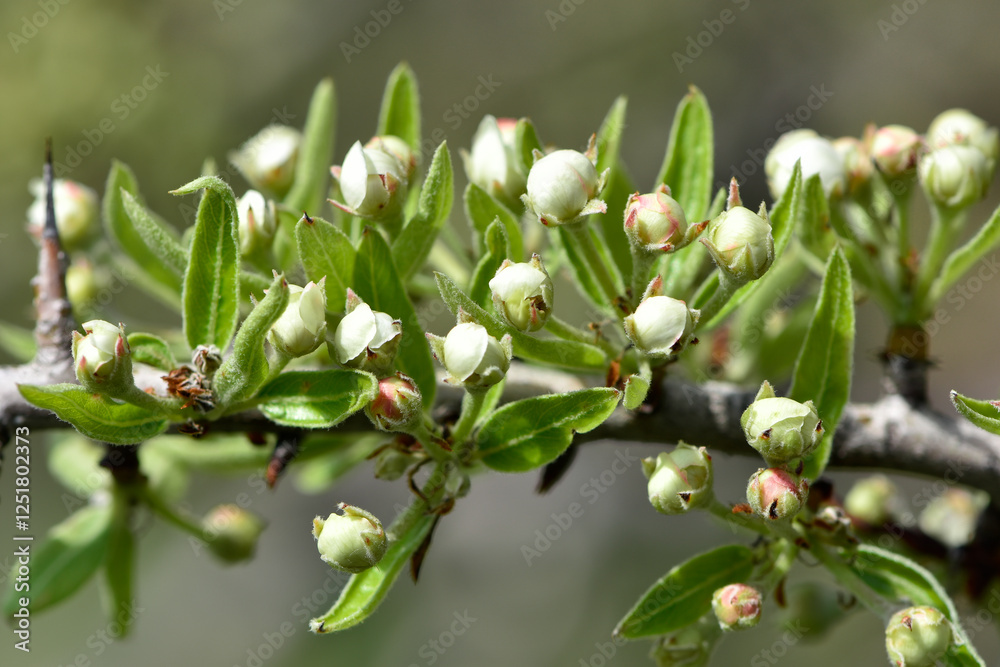 wild fruit trees and wild pear tree flowers
wild fruit trees and wild pear tree flowers