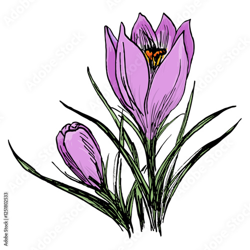 Colorful Painted Crocus Flower