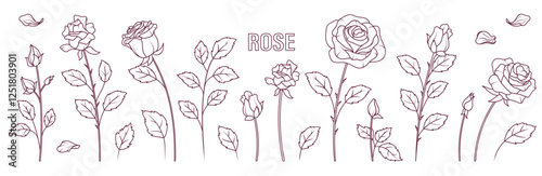 Set of vector illustration of rose flowers and leaves in sketch style isolated on white. Hand- drawn flowers for design, decoration card. Flower shop concept.	