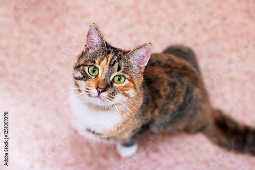 A beautiful calico cat with striking green eyes is gazing up at the camera