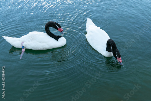 Fototapeta Naklejka Na Ścianę i Meble -  Pareja de cisnes de cuello negro nadan juntos y en sintonía sobre un lago de agua cristalina. 