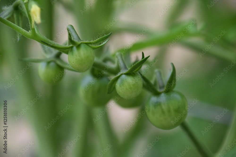 Plant with Green Cherry Tomatos Hanging Down Plant with Green Cherry Tomatos Hanging Down