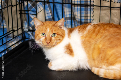 An orange and white cat is relaxing comfortably in a cage photo