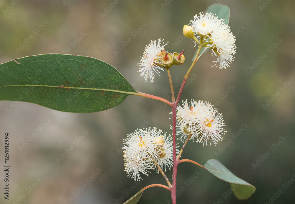 natural plants and flowers. Photos of eucalyptus tree flowers and seeds. natural plants and flowers. Photos of eucalyptus tree flowers and seeds.