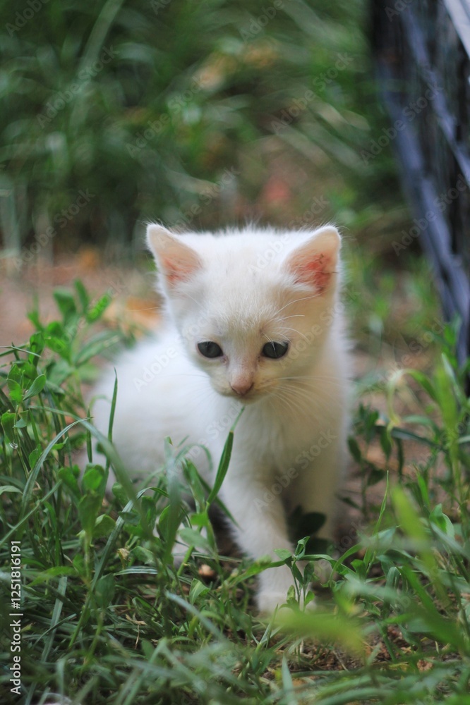 Small white kitten in the green garden Small white kitten in the green garden