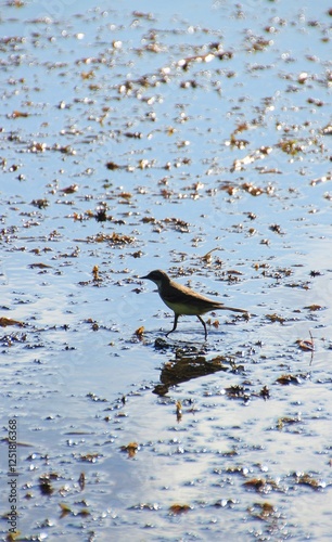 small black bird on the lake
