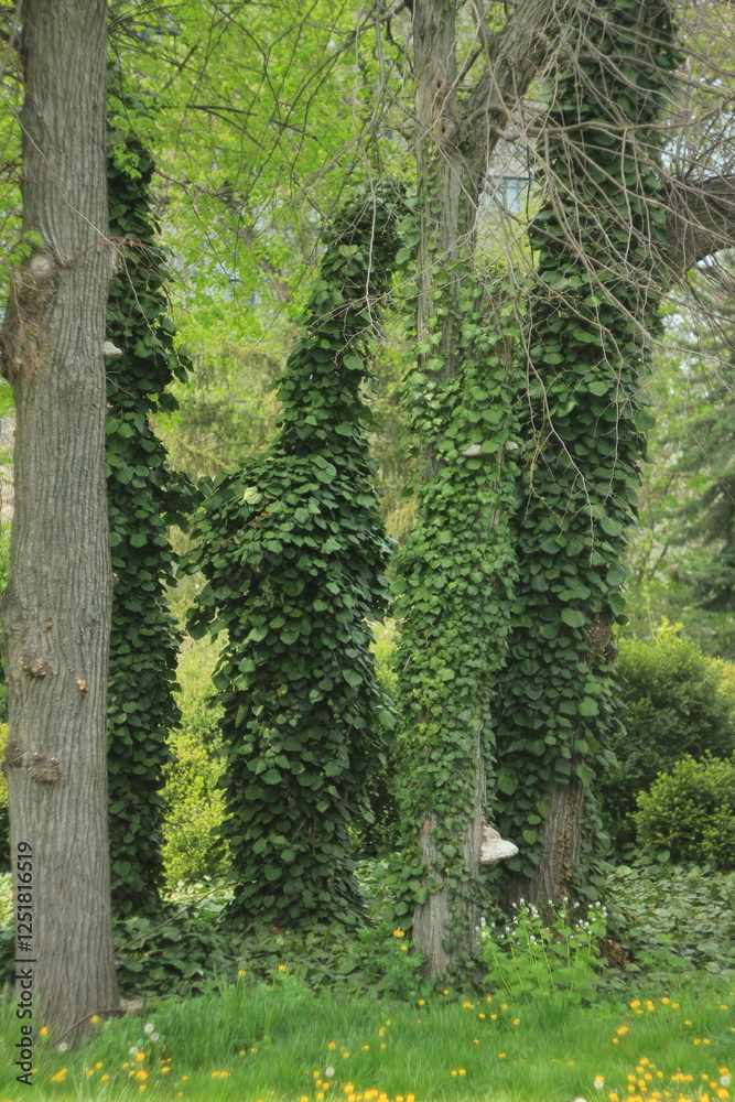 Obraz premium green forest in the morning
