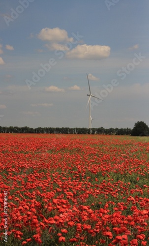 windmill in a field of poppies