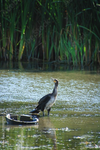 Big black birds in water