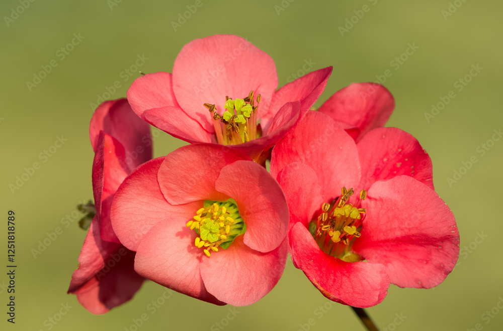 photos of various garden ornamental flowers photos of various garden ornamental flowers
