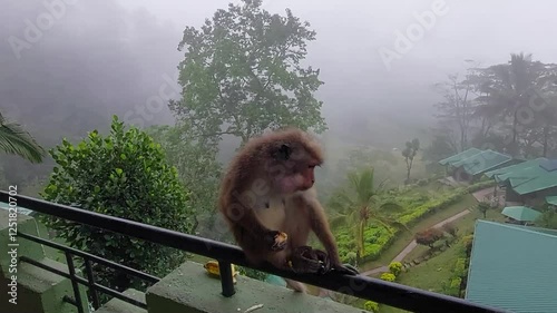 a monkey eating a banana on a hotel balcony