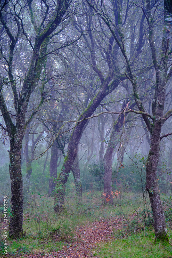 Fog enveloping mysterious oak forest with fallen leaves creating a mystical atmosphere Fog enveloping mysterious oak forest with fallen leaves creating a mystical atmosphere