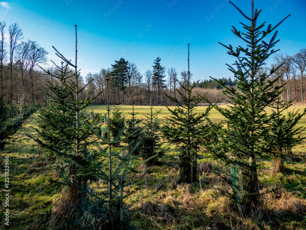 Aufforstung am Waldrand