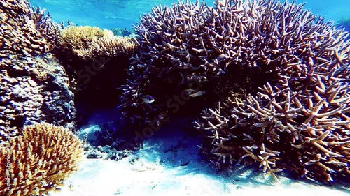 Coral fish play