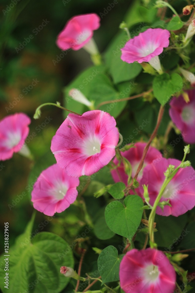 Pink Ipomoea with green leaves on the white fence Pink Ipomoea with green leaves on the white fence