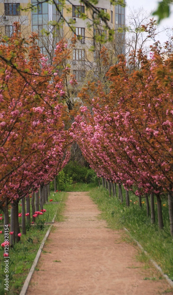 Pink sakura and path in spring park Pink sakura and path in spring park