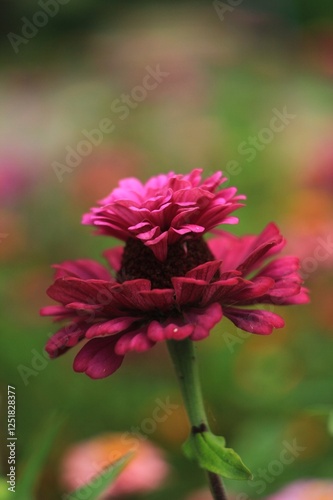 pink zinnia flower on green garden background