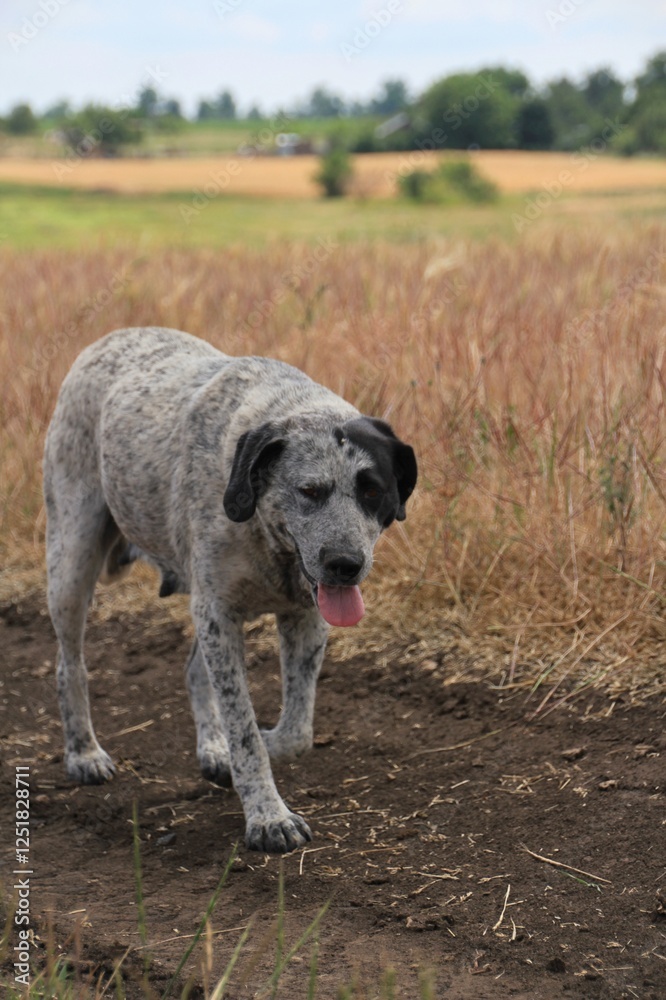 Big grey dog walking along the road in the field Big grey dog walking along the road in the field