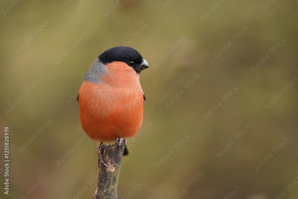 A male fullfinch sits on the branch. Pyrrhula pyrrhula. Closeup portrait of a bullfinch. A male fullfinch sits on the branch. Pyrrhula pyrrhula. Closeup portrait of a bullfinch.