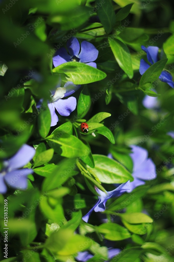 Red ladybug sitting among green leaves and lilac flowers Red ladybug sitting among green leaves and lilac flowers
