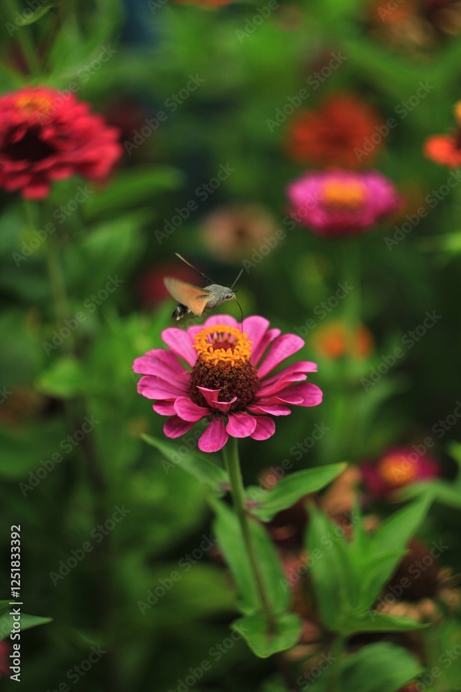 Hummingbird hawk-moth on pink flower Hummingbird hawk-moth on pink flower