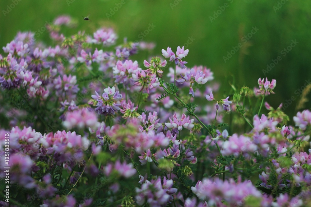 field of pink unusual flower with green grass field of pink unusual flower with green grass