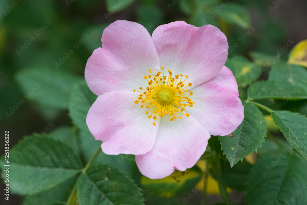 Natural flowers growing in rural areas. rosehip flower photos. Natural flowers growing in rural areas. rosehip flower photos.
