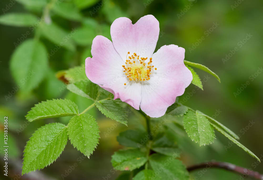 Natural flowers growing in rural areas. rosehip flower photos. Natural flowers growing in rural areas. rosehip flower photos.