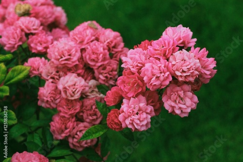 pink roses flowers in garden