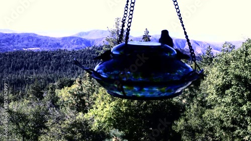 Hummingbird single