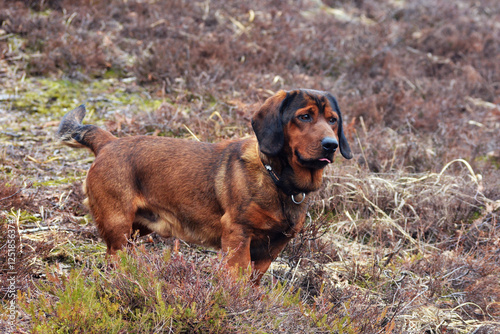 Alpine Dachsbracke a small hunting dog