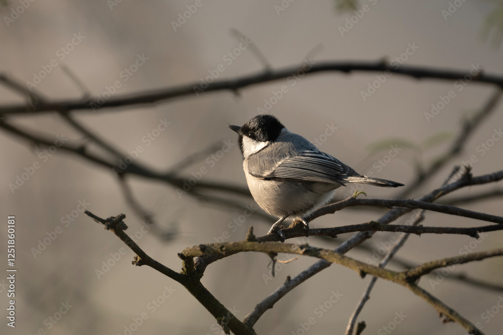 The cinereous tit (Parus cinereus) on branch