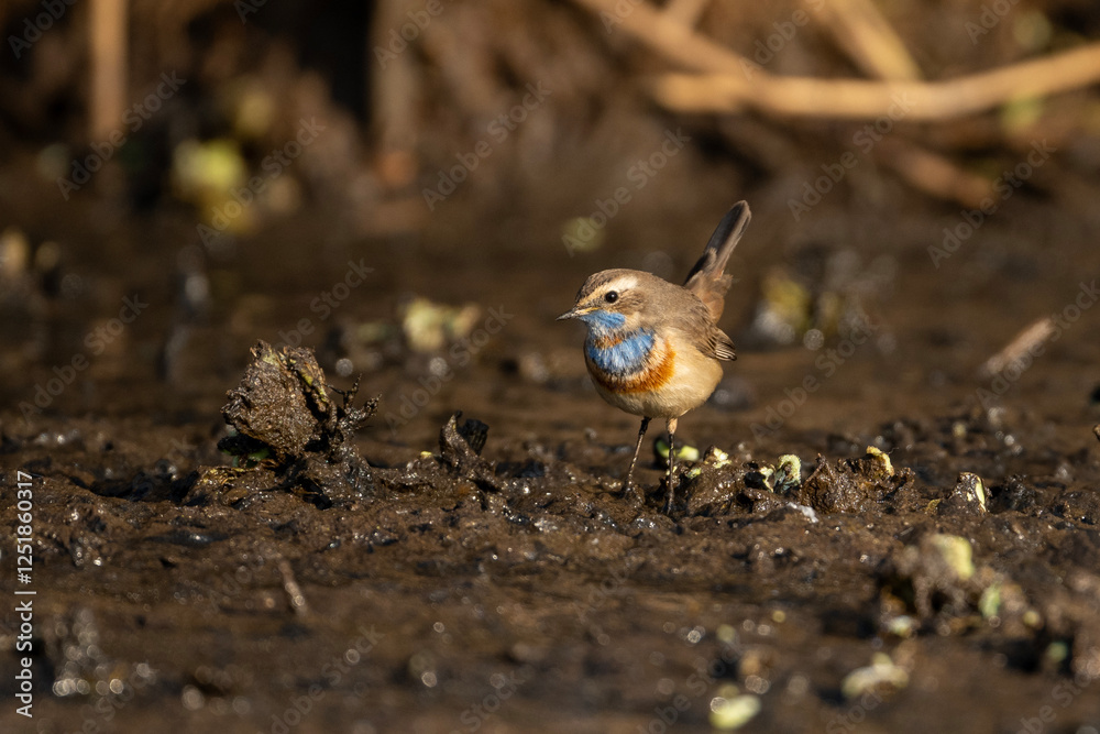 A bluethroat Bird looking for food in wetland in morning