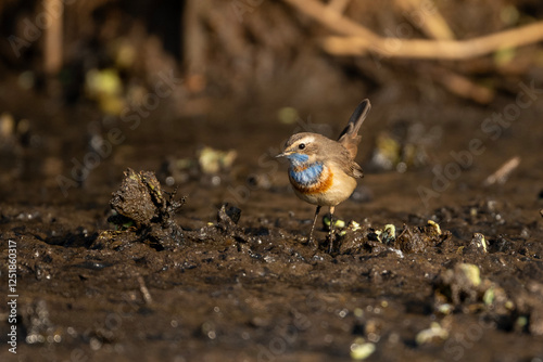 Obraz na płótnie A bluethroat Bird looking for food in wetland in morning w salonie