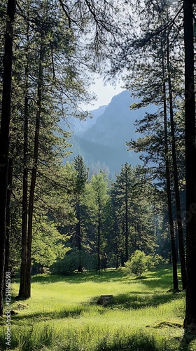 Evergreen tall trees lush green pine tree forest
