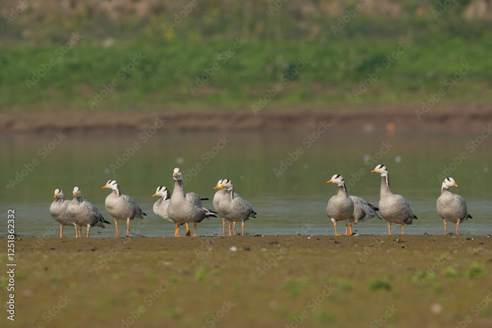 Flock of Bar headed goose resting in River