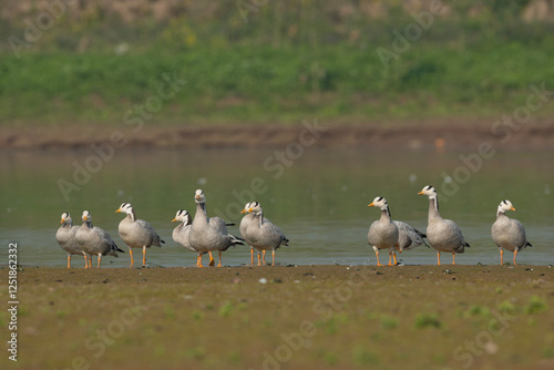 Obraz na płótnie Flock of Bar headed goose resting in River w salonie