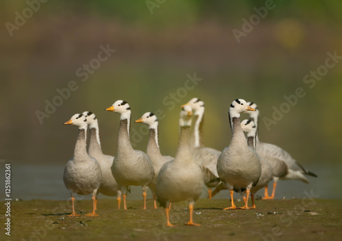 Obraz na płótnie Flock of Bar headed goose w salonie