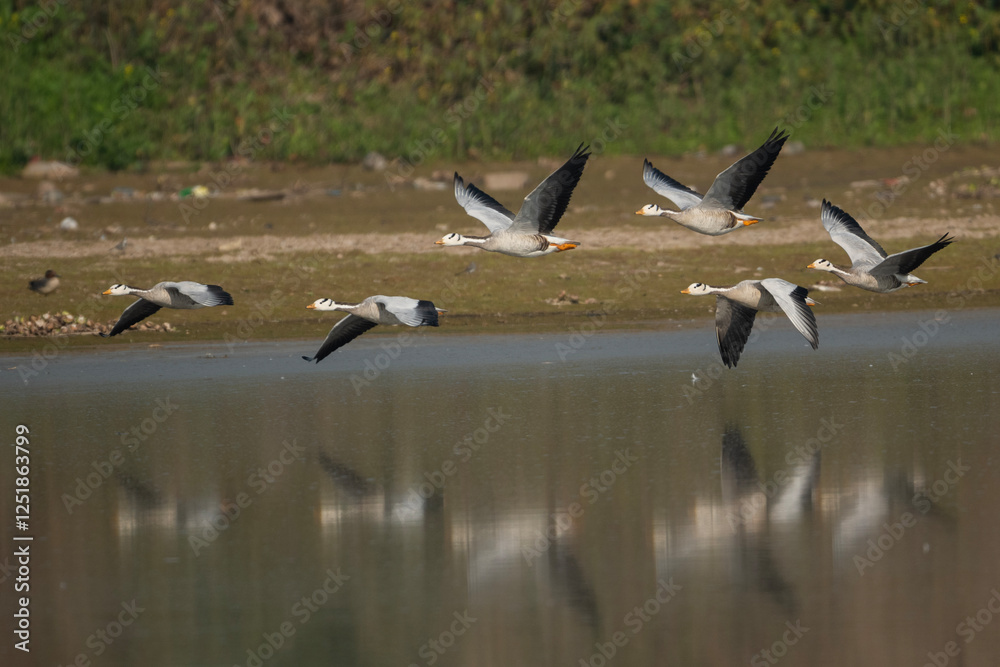 geese in flight